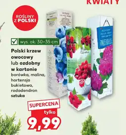 Kaufland Polski krzew owocowy lub ozdobny w kartonie oferta