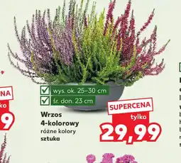 Kaufland Wrzos 4-kolorowy oferta