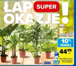 Carrefour Roślina doniczkowa Carrefour oferta