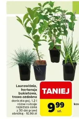 Carrefour Roślina doniczkowa Kos oferta