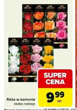Carrefour Róża E oferta
