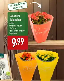 ALDI Kalanchoe Gardenline oferta