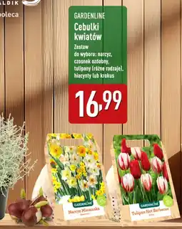 ALDI Cebulki kwiatowe Gardenline oferta