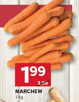 Stokrotka Marchew Stokrotka oferta
