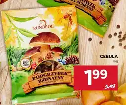 Stokrotka Cebula Stokrotka oferta