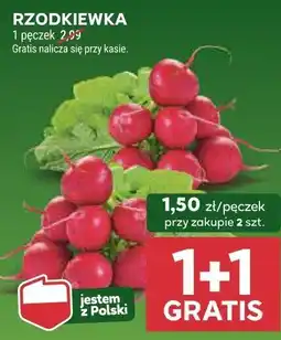 Stokrotka Rzodkiewka Stokrotka oferta