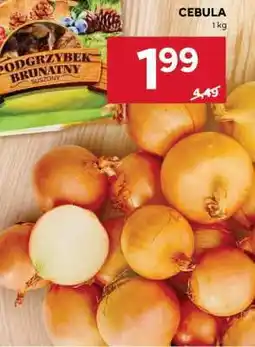 Stokrotka Market Cebula oferta