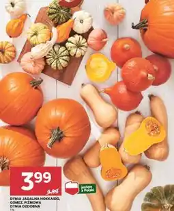 Stokrotka Market Dynia jadalna Hokkaido, Gomez, piżmowa, dynia ozdobna oferta