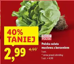 Lidl Polska sałata masłowa z korzeniem oferta