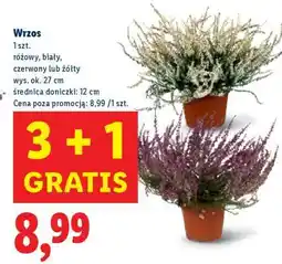 Lidl Wrzos oferta