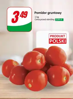 Dino Pomidor gruntowy Dino oferta