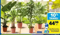 Carrefour Roślina doniczkowa zielona oferta