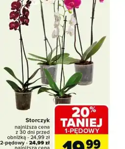Carrefour Storczyk oferta