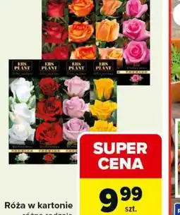 Carrefour Róża w kartonie oferta