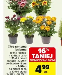 Carrefour Chryzantema jesienna oferta