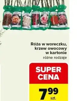 Carrefour Róża w woreczku oferta