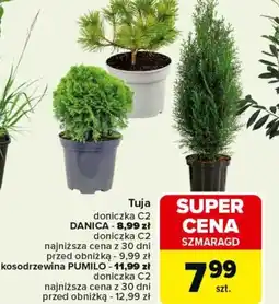 Carrefour Tuja Szmaragd oferta