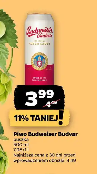 Netto Piwo Budweiser Budvar oferta
