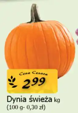 Cezar Delikatesy Dynia świeża oferta