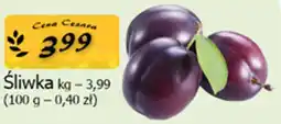 Cezar Delikatesy Śliwka oferta