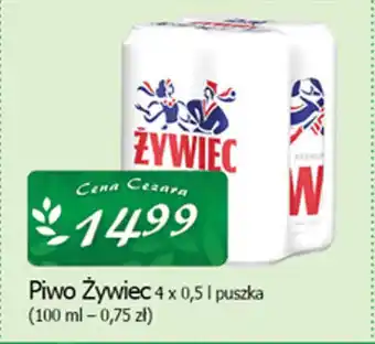 Cezar Delikatesy Piwo Żywiec oferta