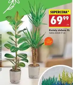 Biedronka Kwiaty zielone XL oferta