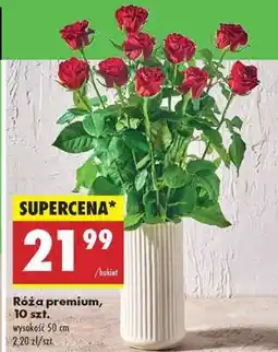 Biedronka Róża Premium 10 szt oferta