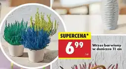 Biedronka Wrzos barwiony w doniczce 11 cm oferta