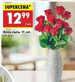 Biedronka Róża cięta, 11 szt oferta