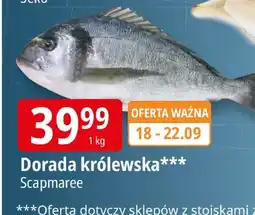 E.Leclerc Dorada królewska Scapmaree oferta