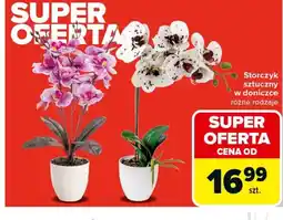 Carrefour Storczyk sztuczny w doniczce oferta