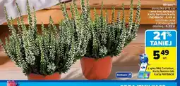 Carrefour Wrzos oferta