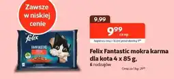 Kakadu Mokra karma dla kota Felix oferta