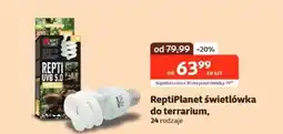 Kakadu Świetlówka do terrarium Repti planet oferta
