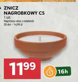 Stokrotka Znicz C &C oferta