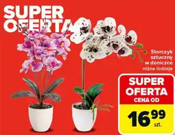 Carrefour Storczyk sztuczny w doniczce oferta