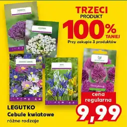Kaufland LEGUTKO Cebule kwiatowe oferta