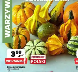 Netto Dynia dekoracyjna różne rodzaje Z Zieleniaka oferta