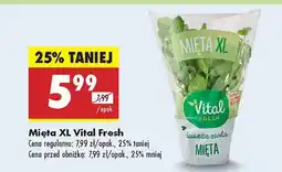 Biedronka Mięta XL Vital Fresh oferta