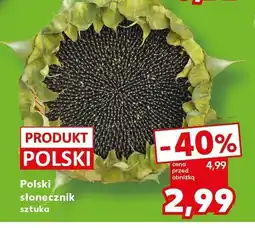 Kaufland Słonecznik polski 1 szt. Kaufland oferta
