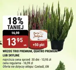 bi1 Wrzos trio premium, quatro premium- lub skyline oferta