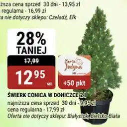bi1 Świerk conica w doniczce oferta