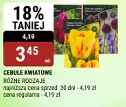 bi1 Cebule kwiatowe oferta
