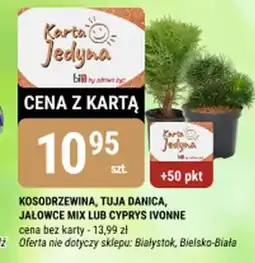 bi1 Kosodrzewina, tuja danica, jałowce mix lub cyprys ivonne oferta