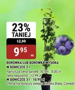 bi1 Borówka lub borówka wysoka w doniczce oferta