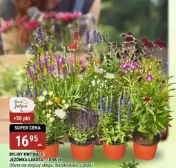 bi1 Byliny kwitnące jeżówka lakota oferta