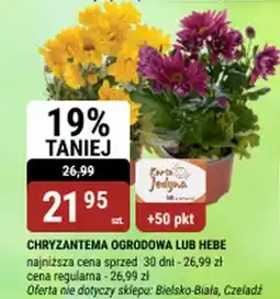 bi1 Chryzantema ogrodowa lub hebe oferta