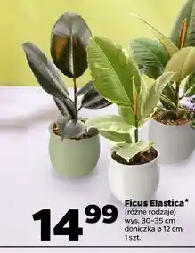 Netto Ficus elastica oferta