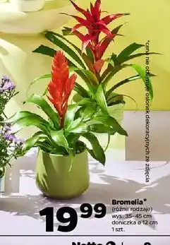 Netto Bromelia 12 cm oferta
