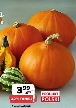 Netto Dynia hokkaido polska oferta